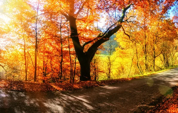 Road, autumn, forest, leaves, trees, Park, colorful, forest