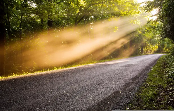 Picture road, light, fog, morning