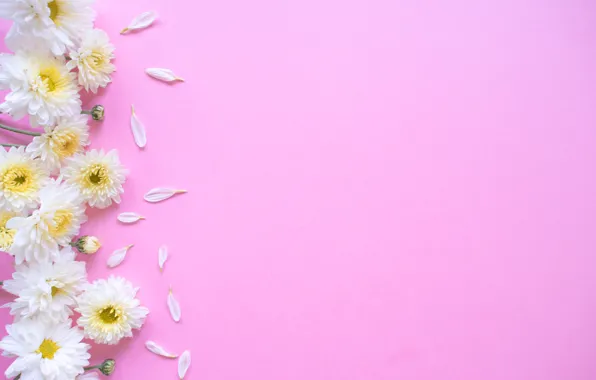 Picture background, petals, chrysanthemum