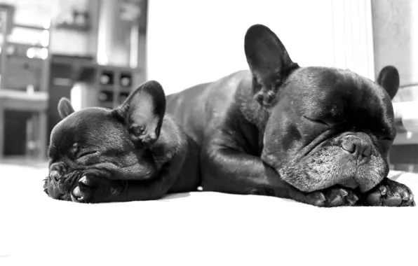 Picture black and white, puppy, monochrome, sleep, lie, French bulldog