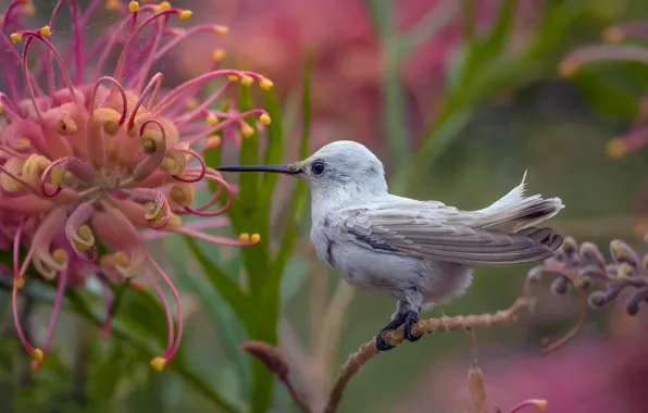 Flower, Hummingbird, bird, Calypte Anna