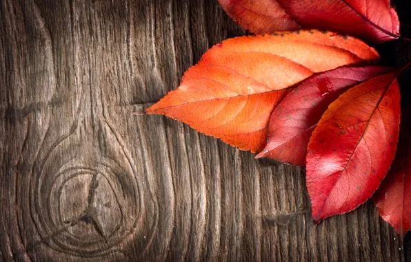 Picture leaves, tree, bark