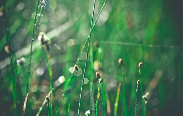 Grass, drops, macro, glare, Shine, morning