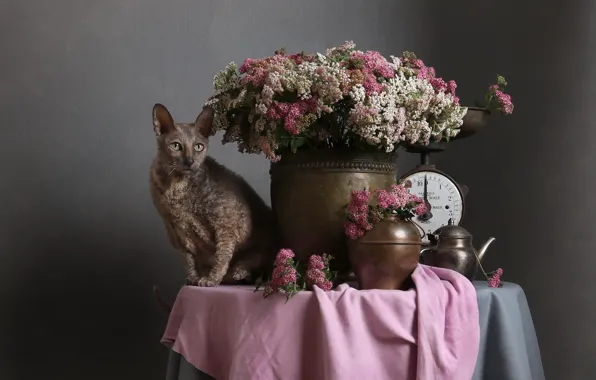 Cat, cat, flowers, metal, table, bouquet, kettle, dishes