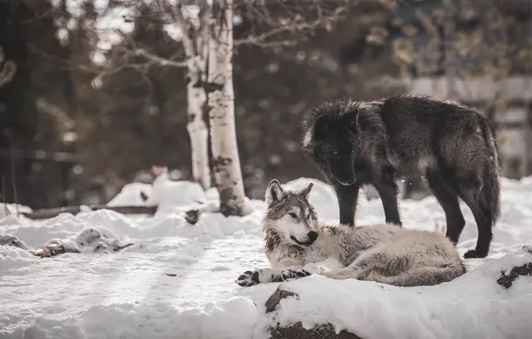 Nature, predator, animal, wolf, wildlife, portrait, portrait., Canis lupus. face