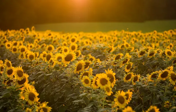 Summer, light, morning, podsolnuhi