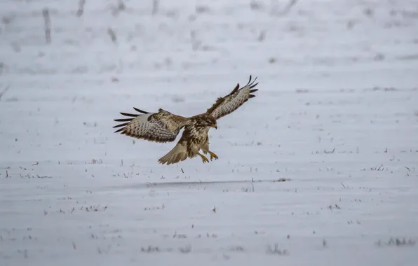 Winter, field, birds, Buzzard, photohunt