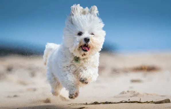 Sand, dog, running, white, walk