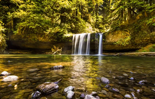 Forest, trees, stream, stones, waterfall, USA, Sunny, Oregon