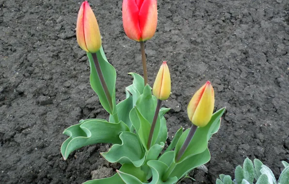 Flowers, tulips, April, spring