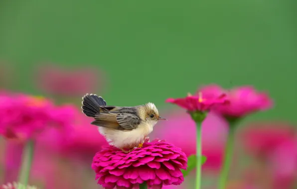 Picture flowers, nature, bird, golden cysticola