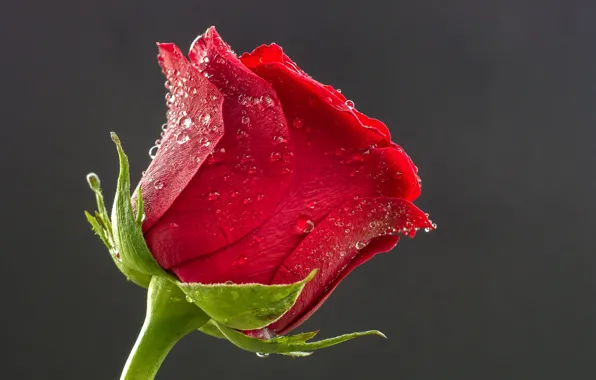 Picture drops, flowers, Rosa, roses, buds