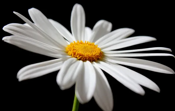 Flower, petals, Daisy