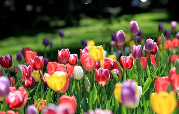 Field, flowers, yellow, petals, purple, tulips