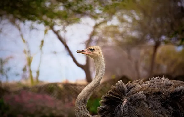 Bird, profile, ostrich, neck, zoo