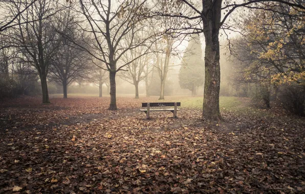 Leaves, trees, bench, fog, trees, leaves, fog, bench
