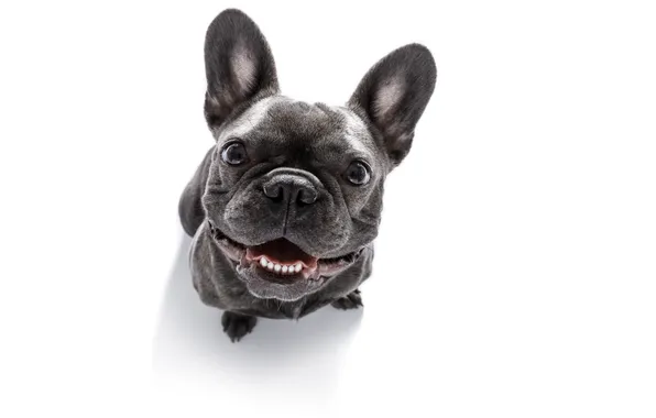 Picture dog, view, face, eye, funny, french, isolated, happy