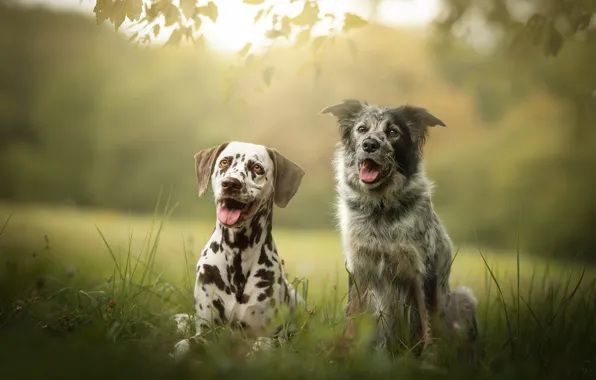 Each, dog, bokeh, two dogs