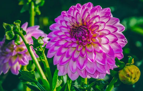 Picture nature, flowering, dahlias