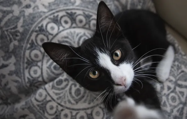 Cat, cat, look, black and white, legs, face