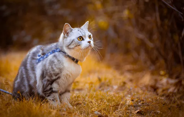 Autumn, cat, cat, look, branches, nature, collar, walk