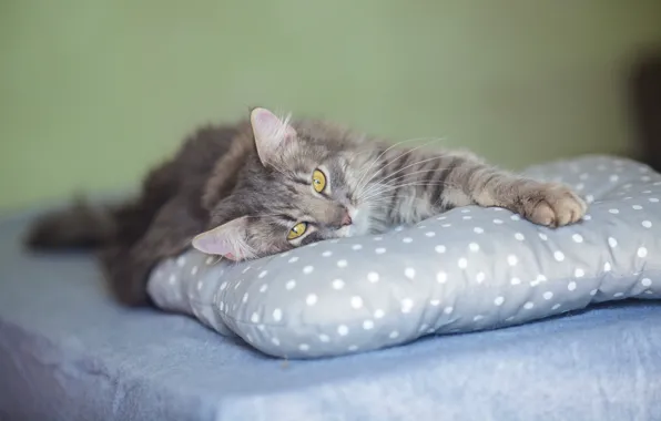 Cat, cat, look, grey, fluffy, muzzle, cute, lies