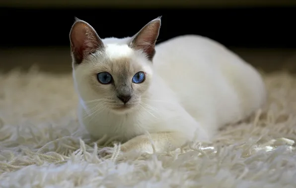 Picture cat, cat, carpet, white
