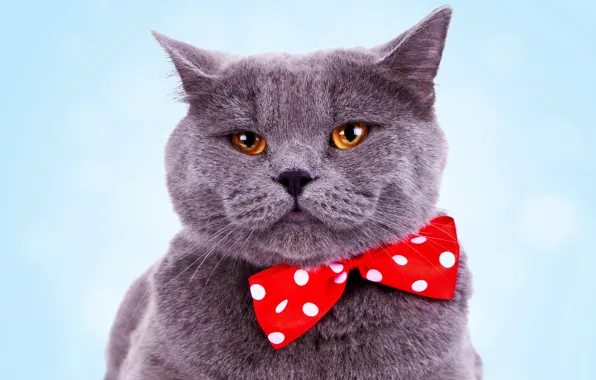 Cat, cat, look, face, red, grey, portrait, cat