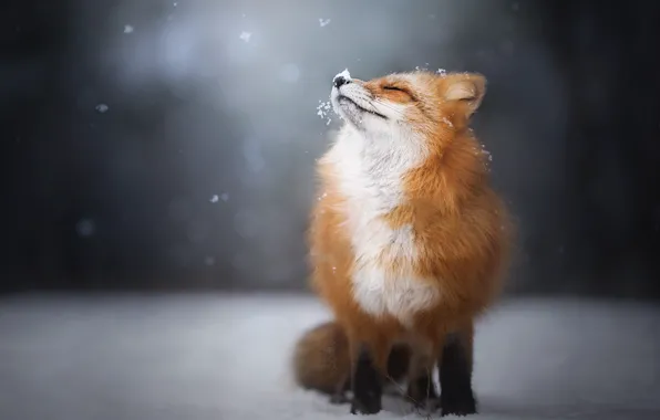 Red fox, animal, fur, nature, snow, HD phone wallpaper