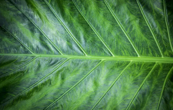 Picture macro, sheet, green, background, green, texture, macro, leaf