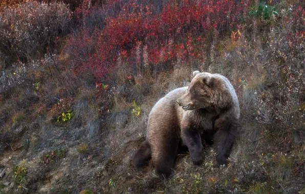 Autumn, grass, leaves, slope, bear, the bushes
