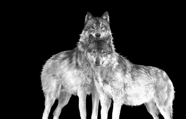 Nature, predator, animal, wolf, wildlife, portrait, portrait., wolf art