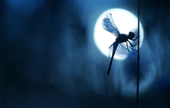Macro, light, night, the dark background, the moon, wings, dragonfly, silhouette