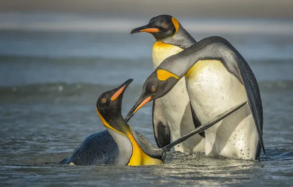 Picture water, birds, penguins, bathing