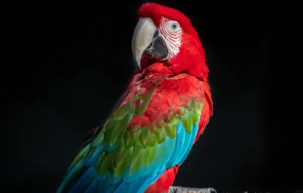 Bright, beak, parrot