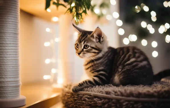 Cat, look, leaves, light, pose, glare, kitty, grey