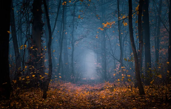 Picture forest, trees, nature, fog, twilight