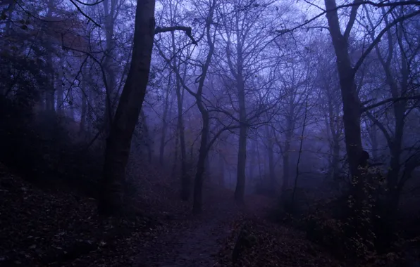 Wallpaper forest, trees, nature, England, UK, twilight, path, Leeds for ...