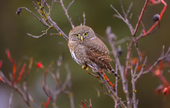 Look, branches, background, owl, bird, Bush, sitting, on the branch