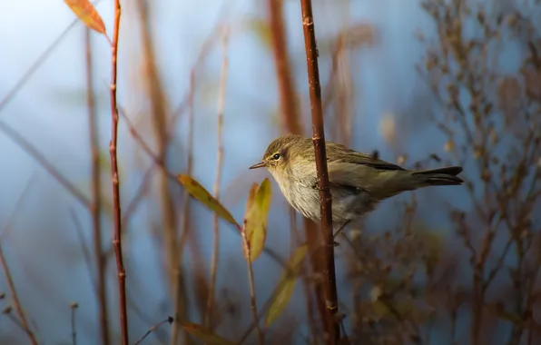 Look, light, branches, bird, blur, spring, blur, the bushes