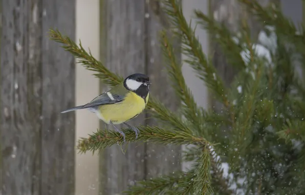 Snow, bird, tit, sitting on a branch