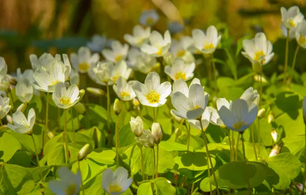 Picture Spring, Spring, White flowers, White flowers