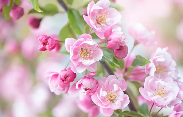 Picture flowers, branches, background, spring, pink, Apple, flowering, bokeh