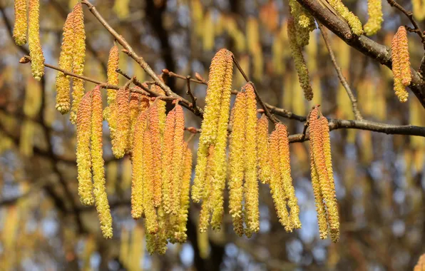 Tree, twig, hanging inflorescences