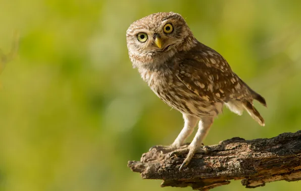 Eyes, look, pose, green, background, owl, bird, bitches
