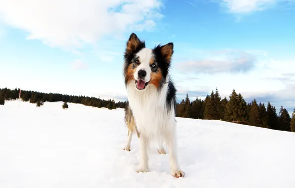 Winter, forest, clouds, snow, blue, dog, puppy, the border collie