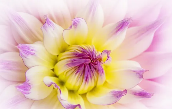 Macro, flowers, nature