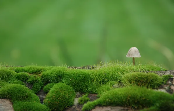Nature, mushrooms, moss