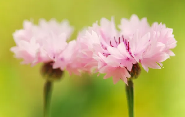 Macro, flowers, color, plants, petals, pink, carnation