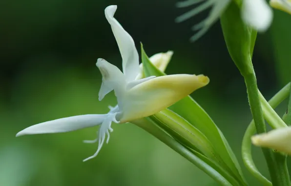 White, flower, macro, blur, susanna of, Pecteilis